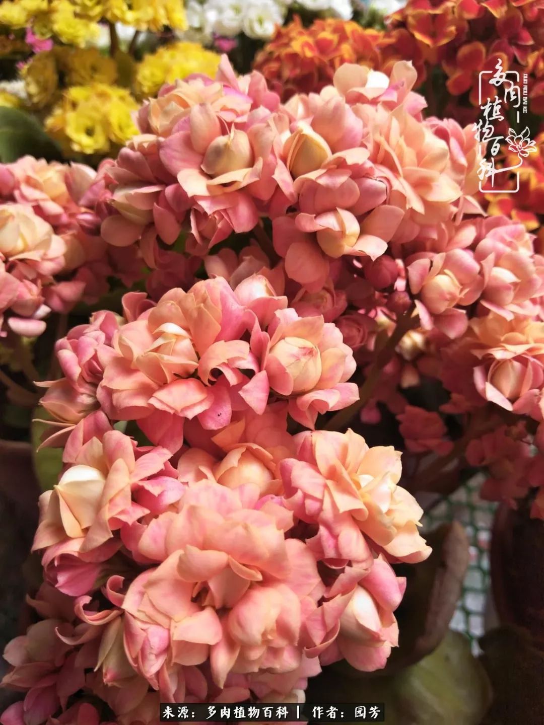 多肉开花最好看最好养前十名,多肉哪个品种开花最好看