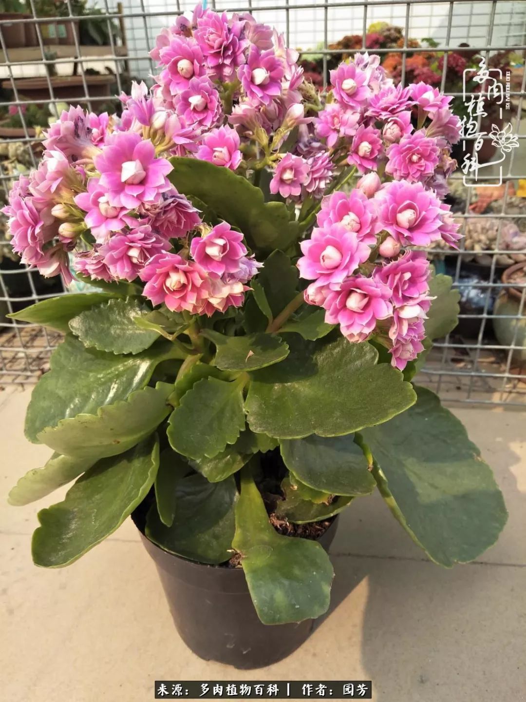 多肉开花最好看最好养前十名,多肉哪个品种开花最好看