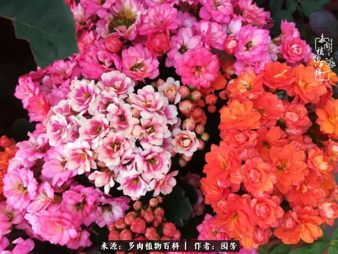 多肉开花最好看最好养前十名,多肉哪个品种开花最好看