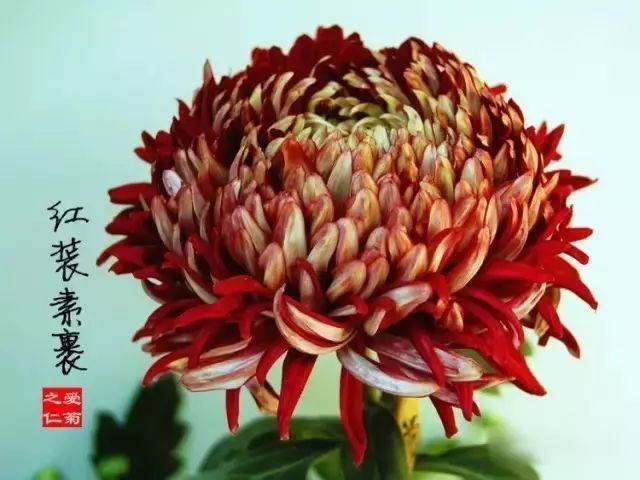 80种最美菊花高清图片,最具欣赏价值的菊花