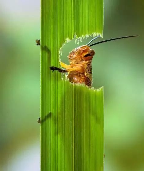 吃虫的怪物,吃虫虫真实视频