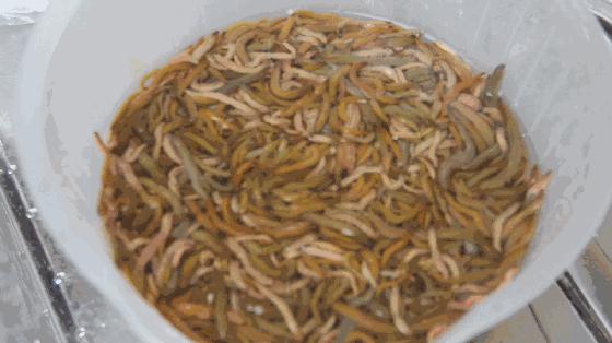 吃虫的怪物,吃虫虫真实视频