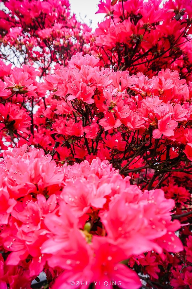 无锡赏花一日游,无锡春日樱花旅游攻略