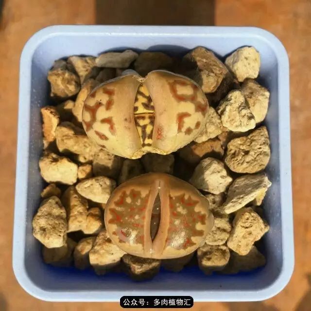 听说这段时间,肉友都在疯狂手撕屁屁?别了吧,再撕屁屁就烂了!