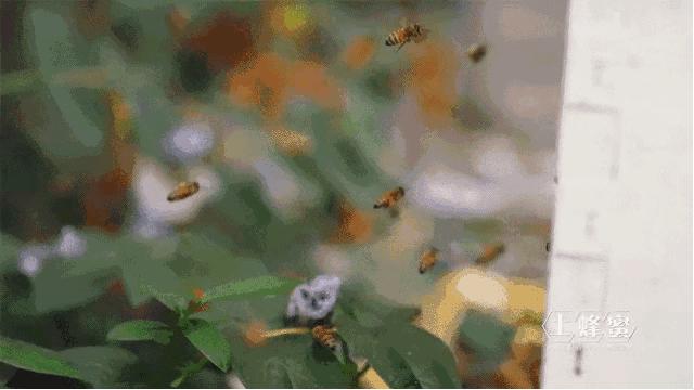 【静夜有声】重读经典《荔枝蜜》