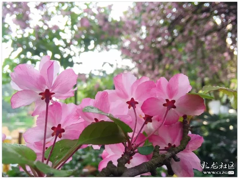云南昆明花之都鲜花,昆明鲜花之都