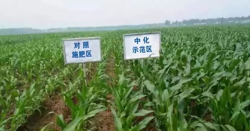 金香玉玉米肥,金香玉复合肥玉米专用肥亩用量