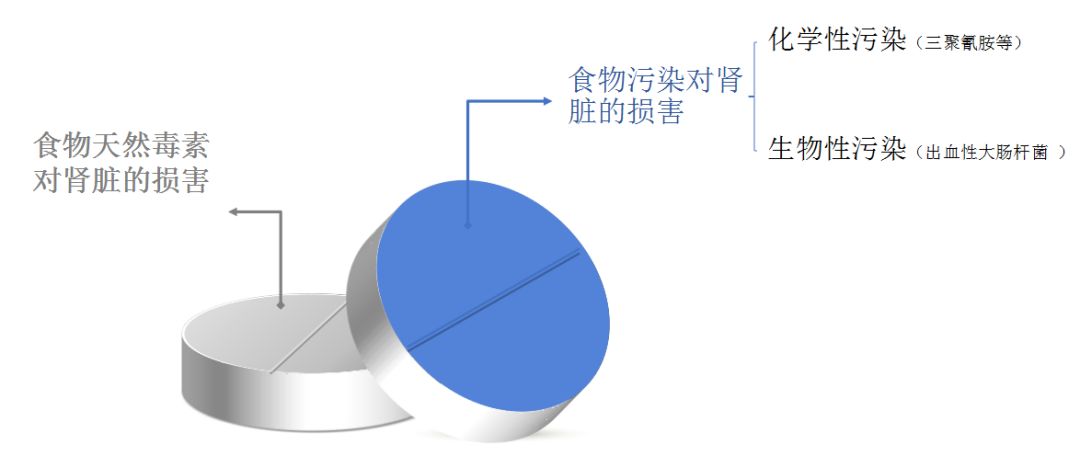 科普肾脏,医学科普出汗和肾脏关系