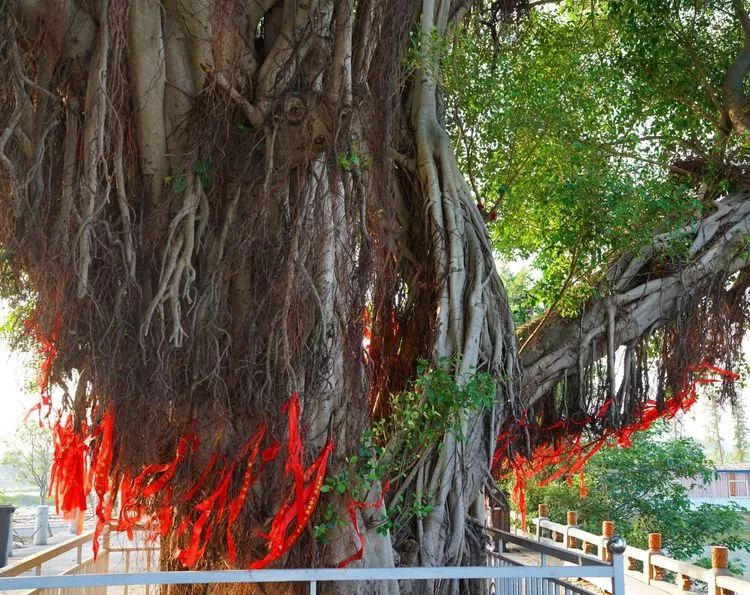 肇庆砚洲岛美景,行摄肇庆