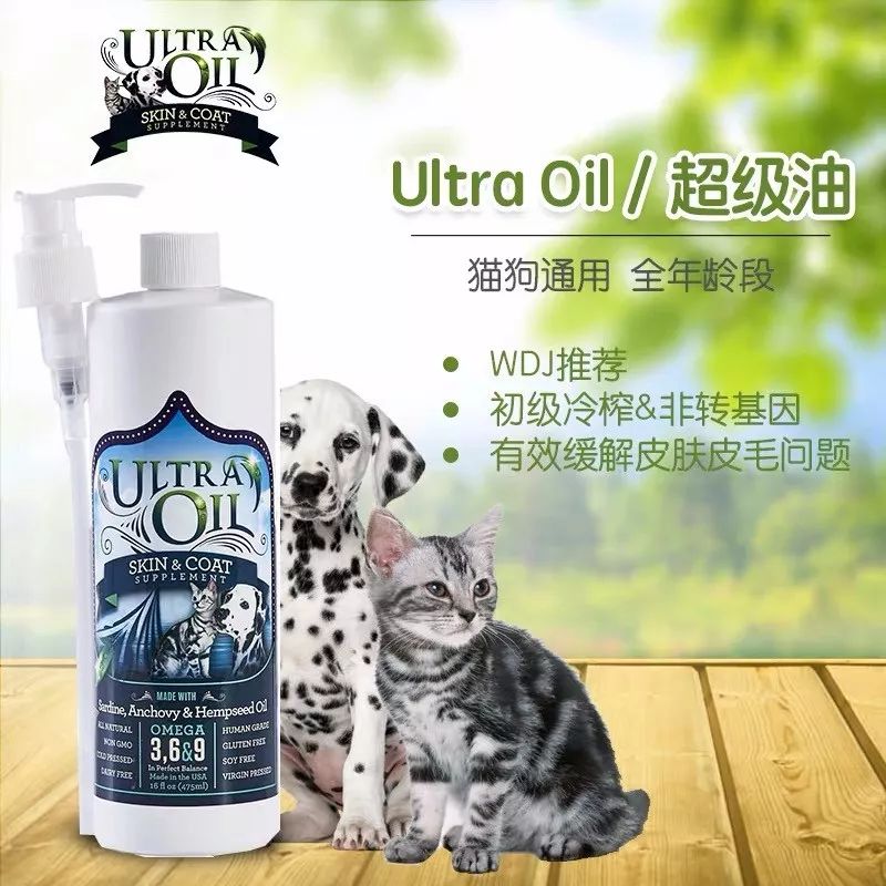 小猫皮肤溃烂被遗弃，新主人不顾病危通知，坚持治疗换来新生！