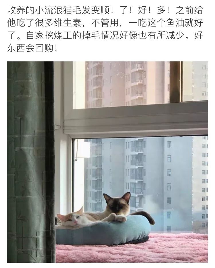 小猫皮肤溃烂被遗弃，新主人不顾病危通知，坚持治疗换来新生！