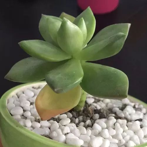 多肉叶片发霉是什么原因,多肉紫乐叶片发软是什么原因