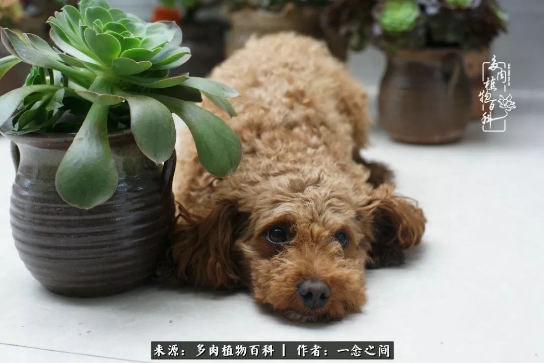 天敌Or天使：多肉与萌宠共处一室，究竟是谁的幸与不幸?