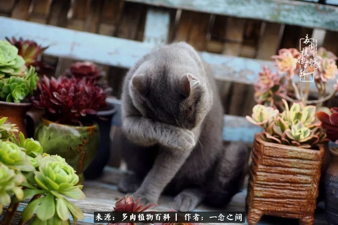 天敌Or天使：多肉与萌宠共处一室，究竟是谁的幸与不幸?