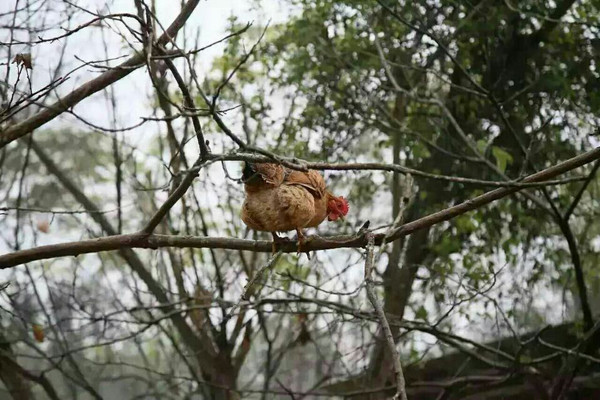 网上出了旅游手撕鸡
