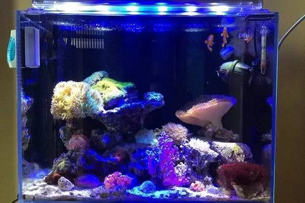 清洗鱼缸的好方法,下滤鱼缸主缸多久清洗