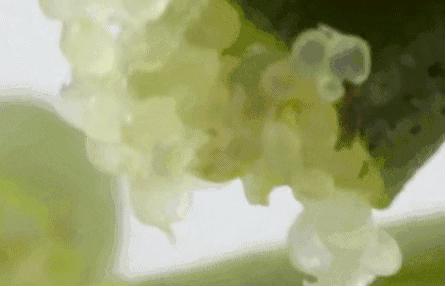 凌晨私奔、一夫六妻，水果圈的戏码你根本想不到