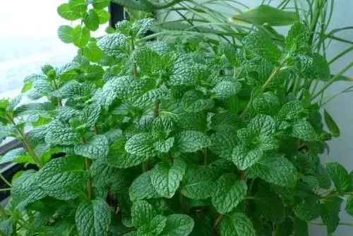 泰国驱蚊子膏,泰国蚊子驱蚊神器