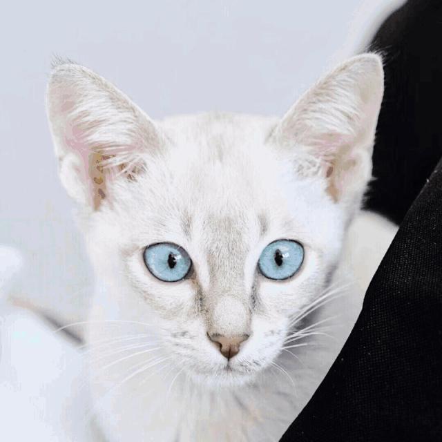 来成都享受美景美食，顺便挼（ruá）个猫可好？