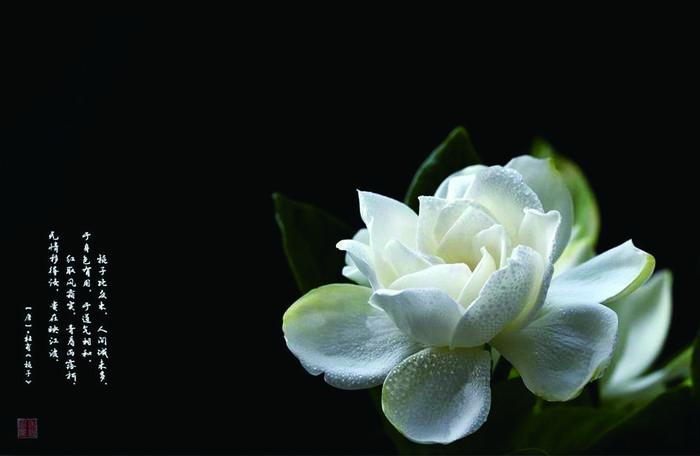 栀子花开,栀子花开原唱