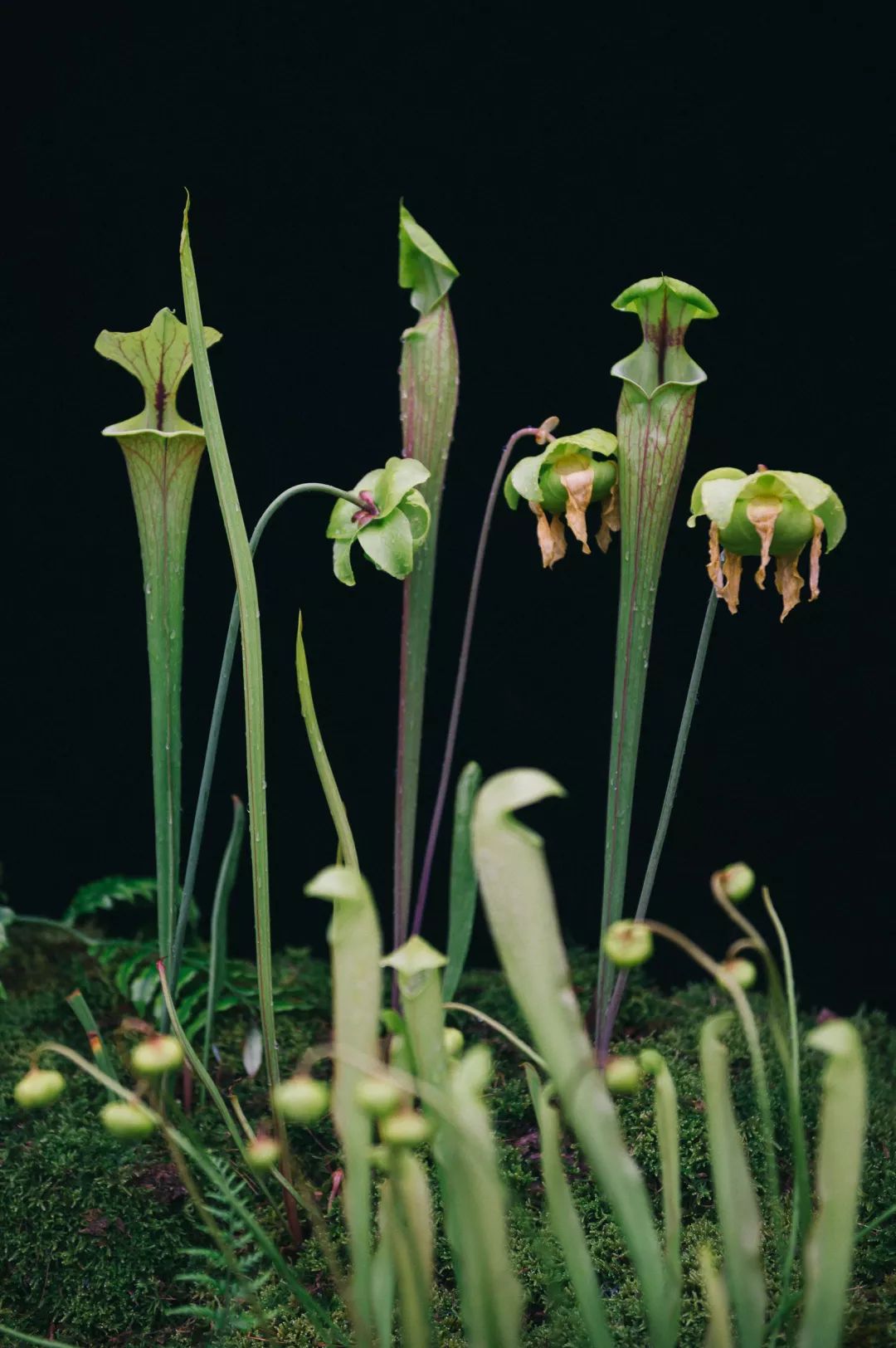 北京最美花店在哪里,北京哪个花店最美丽又好看