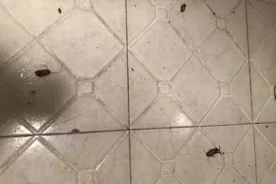 不用喂药！不用追！轻轻喷在它们的必经之路，就能瞬间“制服”！