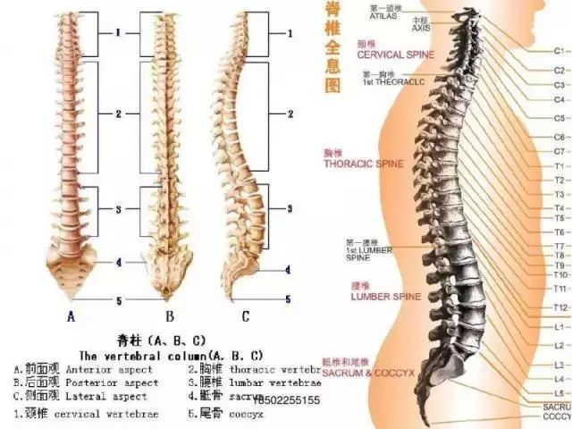 腰间盘突出椎管狭窄如何自我康复,腰椎管狭窄康复锻炼视频