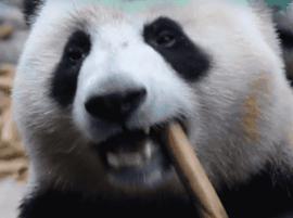 【荐读】熊猫：萌啥子哟，我是要雄起！