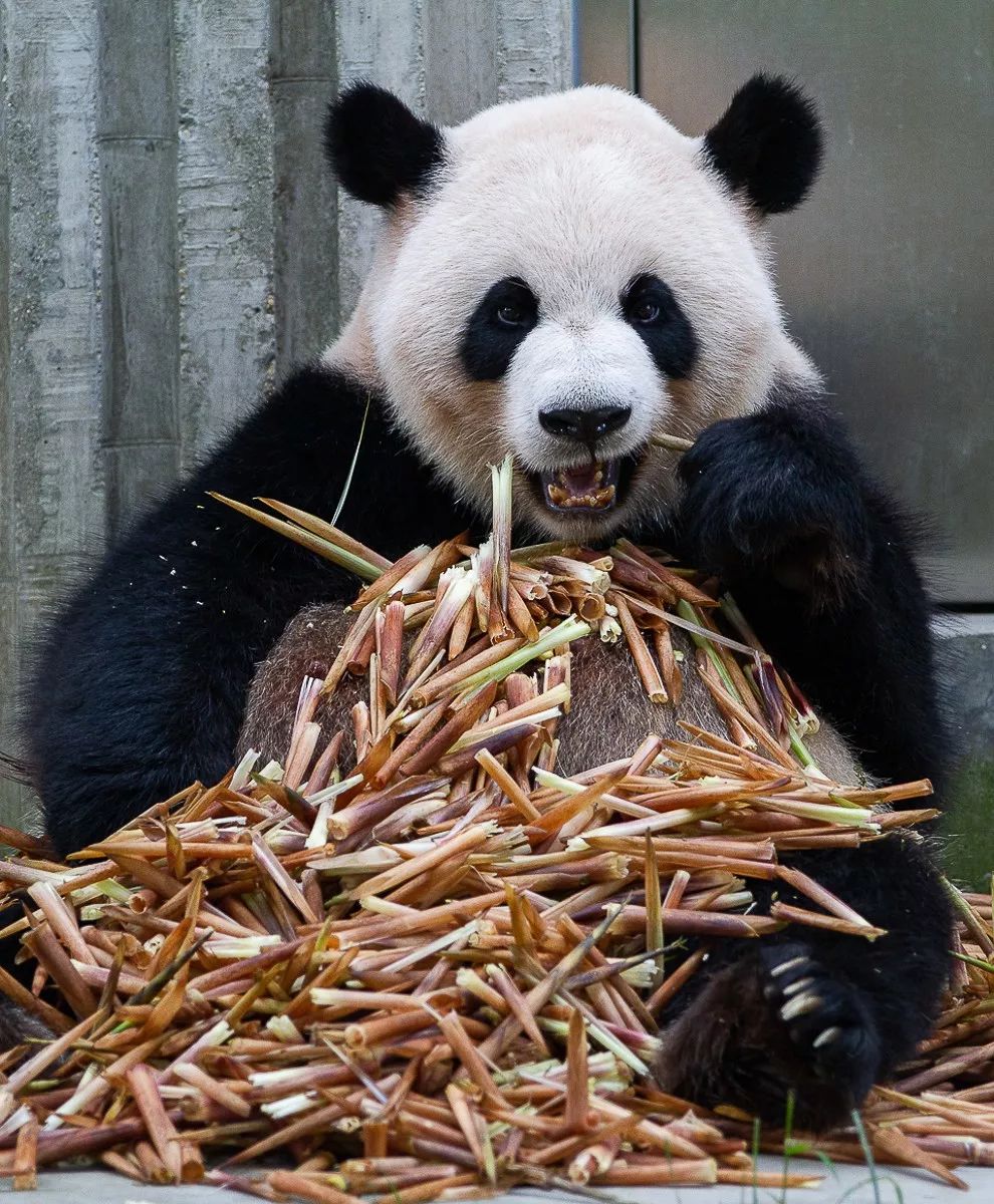 熊猫萌啦,熊猫萌化