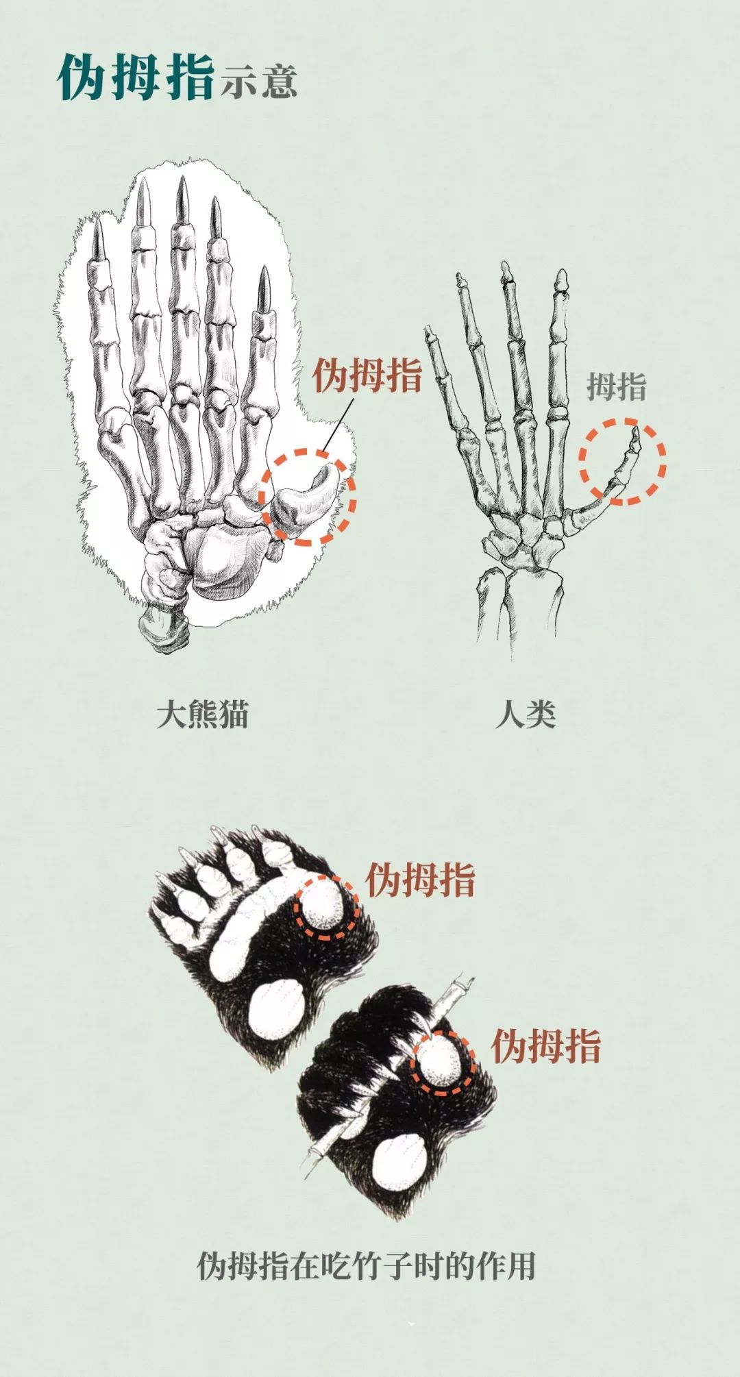 熊猫萌到什么程度,熊猫萌