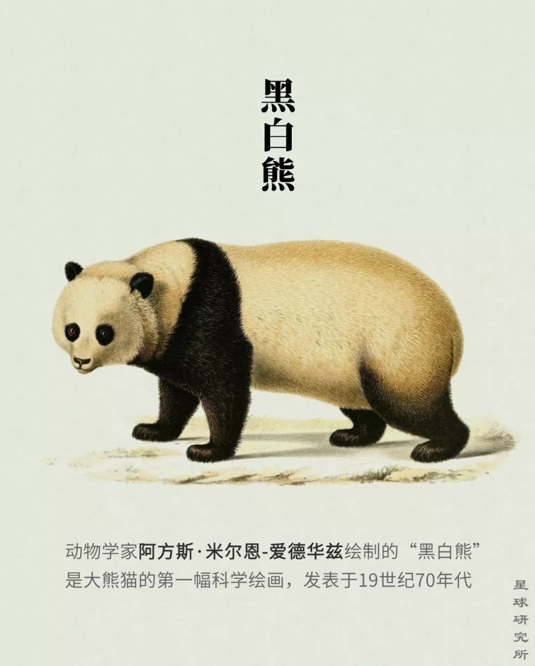 熊猫萌啦,熊猫萌化