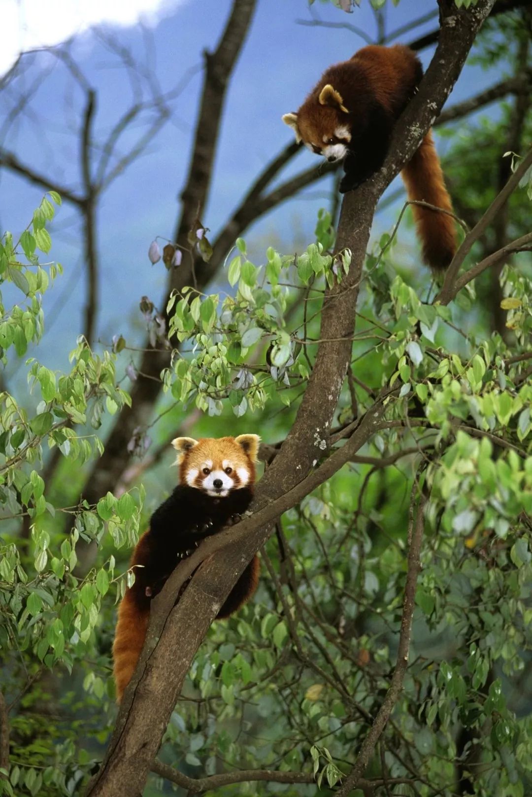 熊猫萌啦,熊猫萌
