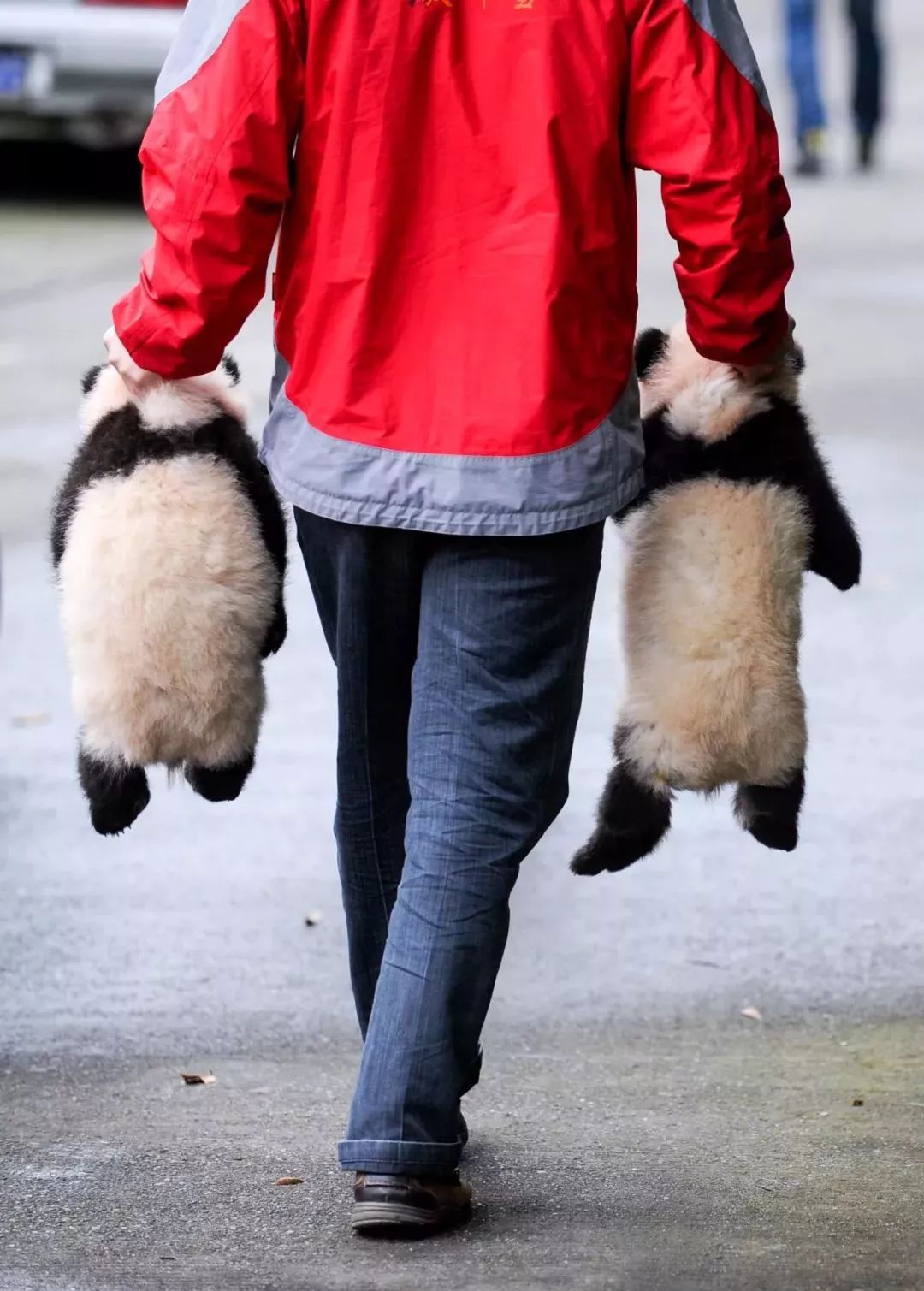 【荐读】熊猫:萌啥子哟,我是要雄起!