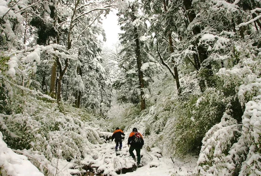 【荐读】熊猫:萌啥子哟,我是要雄起!