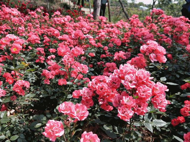月季玫瑰花海门票免费送,五一花海门票免费送
