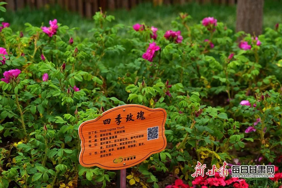 世园会甘肃园美丽的丝路画卷,飞天舞蹈表演甘肃