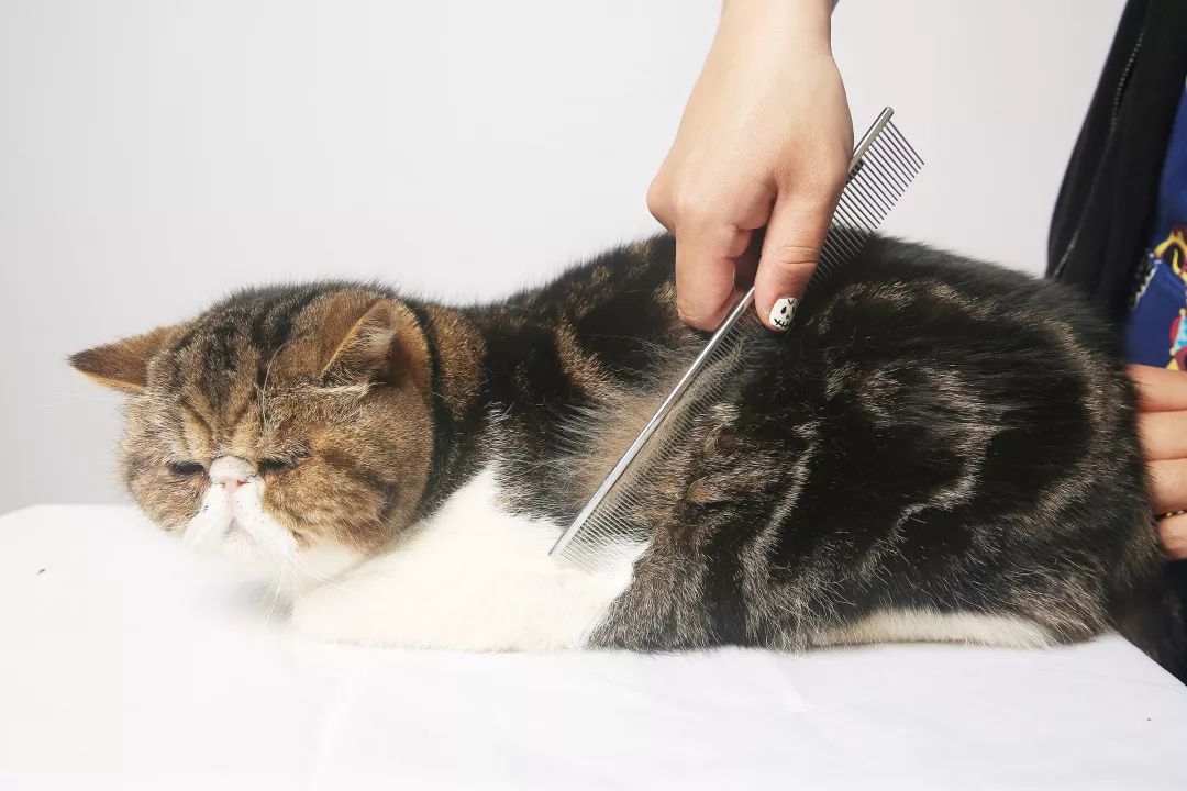 用硫磺皂给猫咪洗澡,猫咪不肯洗澡怎么办