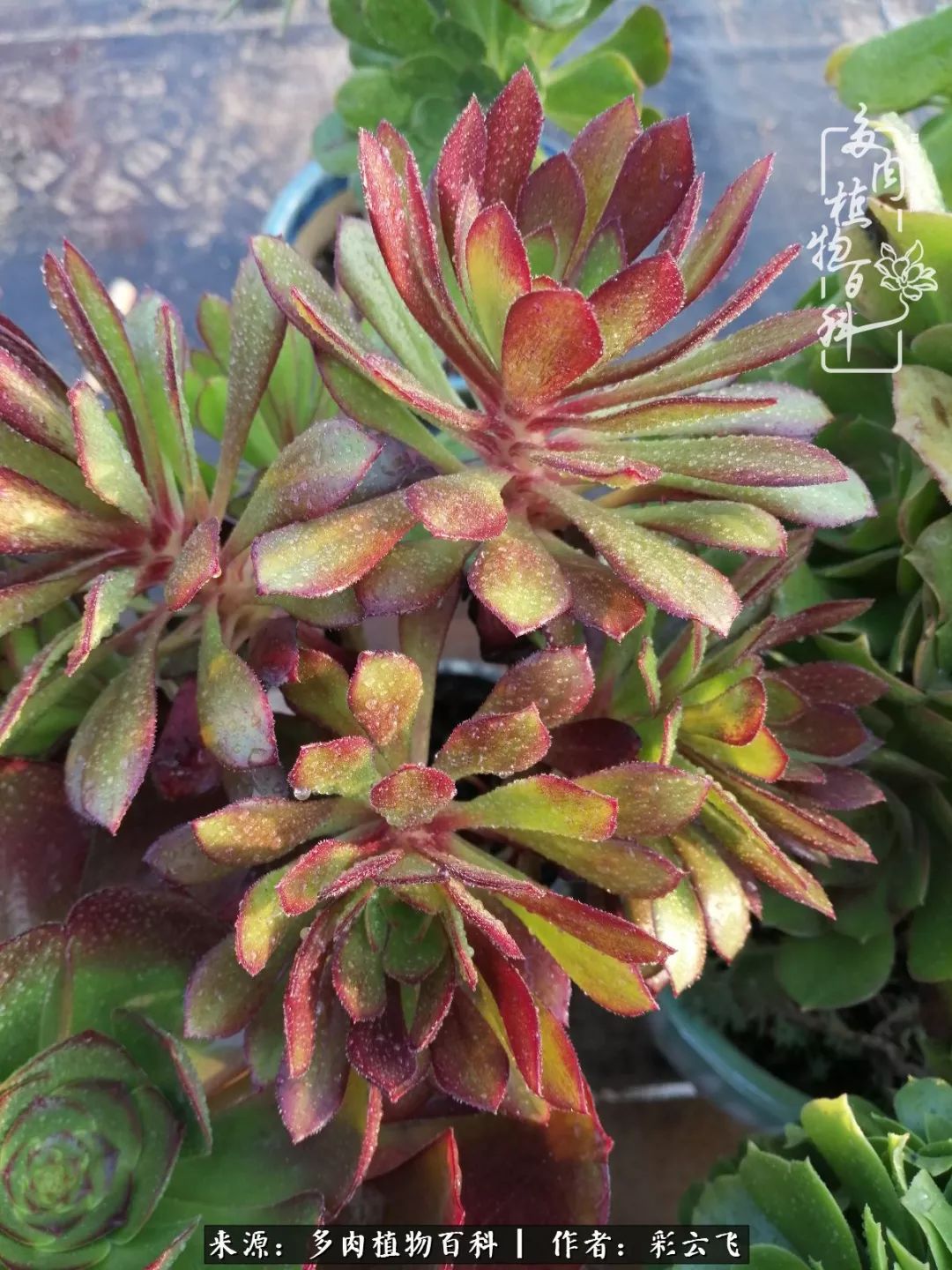 爱春天,爱阳光,爱法师!让我们一起跳法师坑吧!