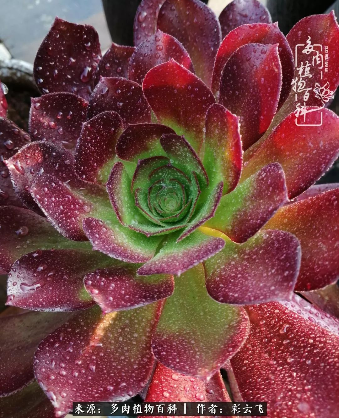 爱春天,爱阳光,爱法师!让我们一起跳法师坑吧!