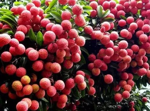 桂字号特色产品宣传语,桂字号产品