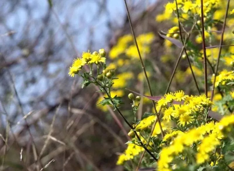 石家庄古镇景点一日游攻略大全,石家庄2022年五一旅游景点推荐