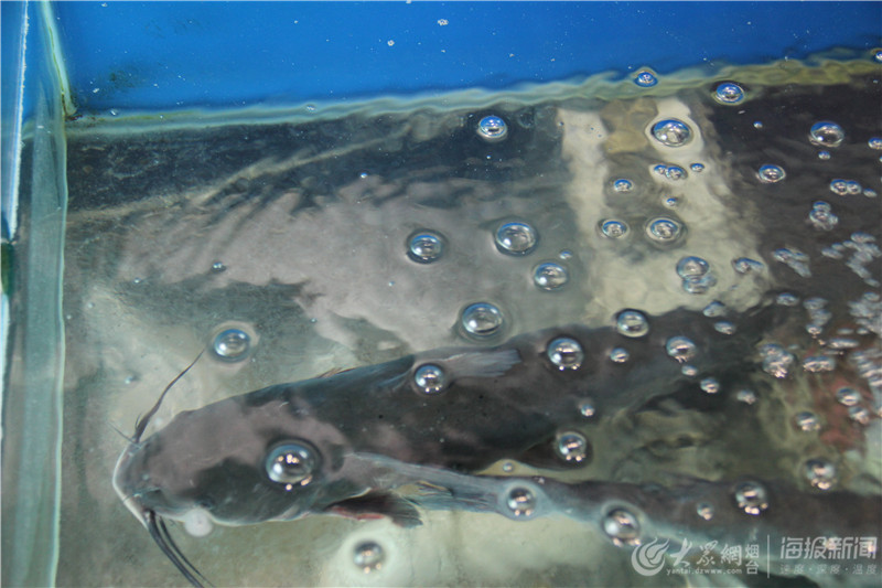 云南特色蒸汽石锅鱼探店视频,鲜潭蒸汽石锅鱼所有菜品推荐