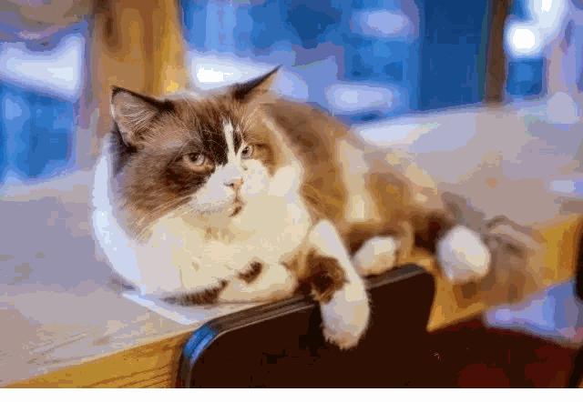 来成都享受美景美食，顺便挼（ruá）个猫可好？