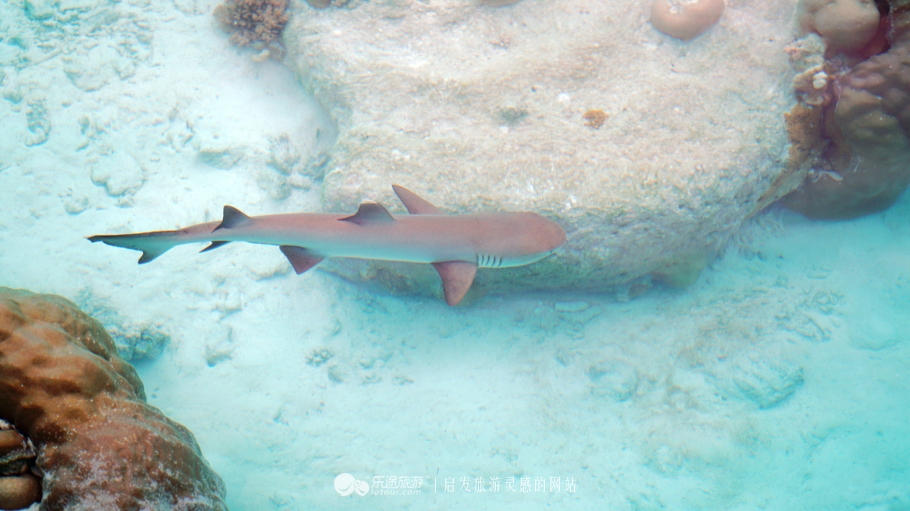 人间仙境马尔代夫旅游攻略,马尔代夫香格里拉岛