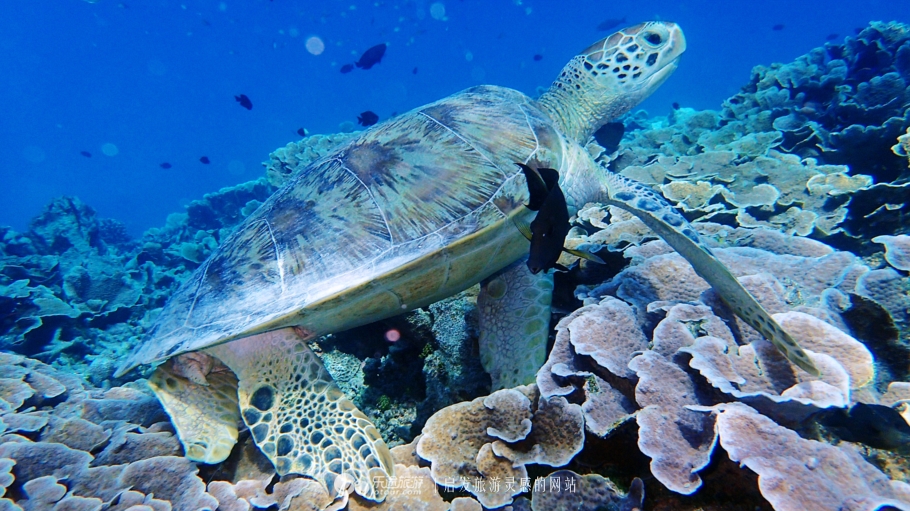 人间仙境马尔代夫旅游攻略,马尔代夫香格里拉岛