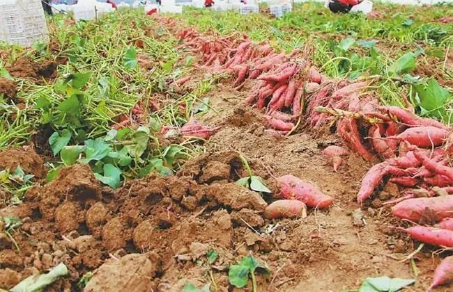 红薯几月种植最好又结红薯多,用红薯秧种植红薯