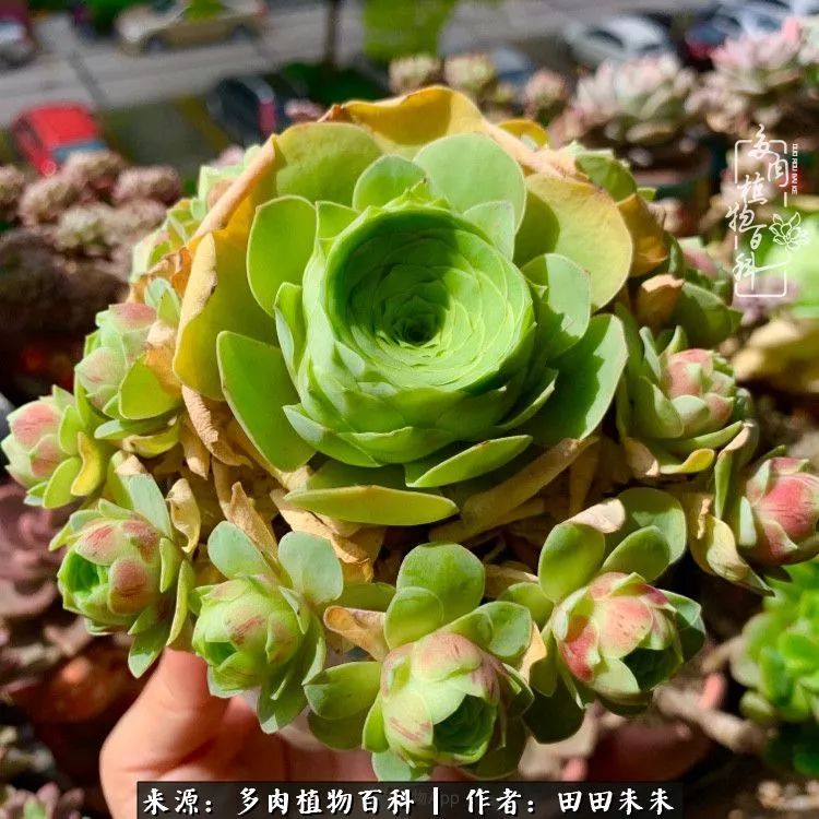 山地玫瑰爆侧芽要怎样养护,适合新手养的山地玫瑰