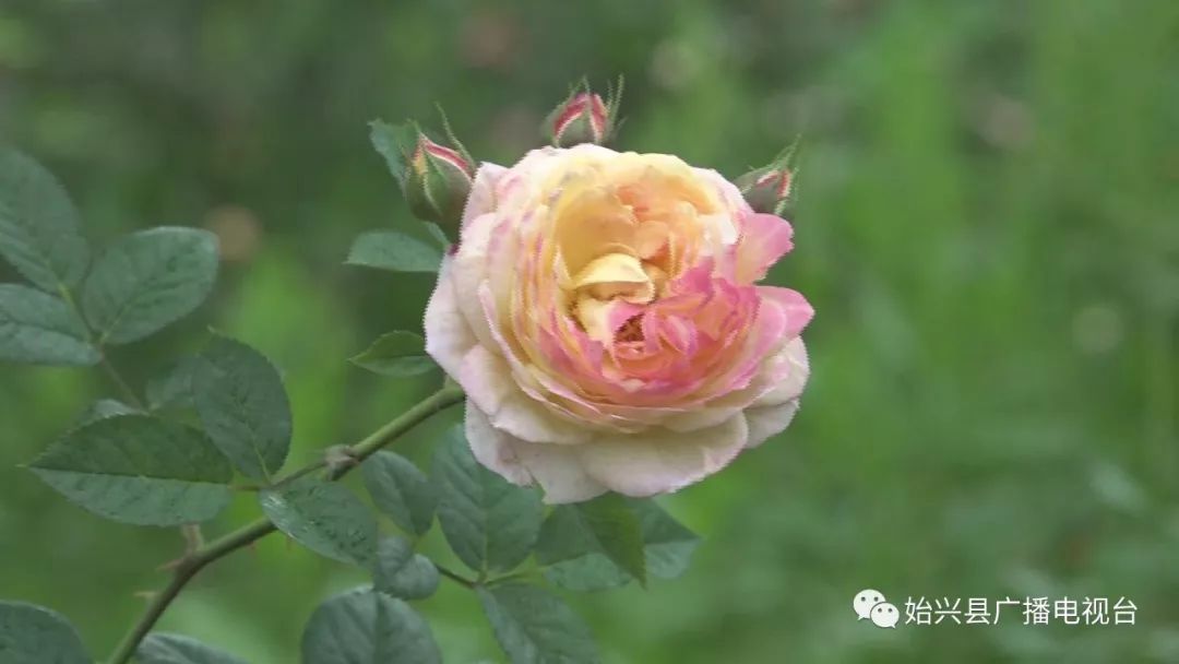 始兴开心农庄,始兴顿岗开心农庄要不要门票