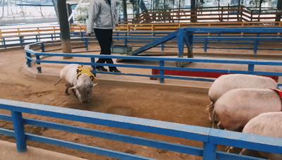 日本发现的大宝藏,日本挖出大宝藏