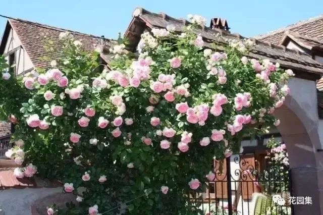 露台如何打造月季花墙,月季花墙图片大全欣赏